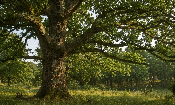 Drewno dębowe